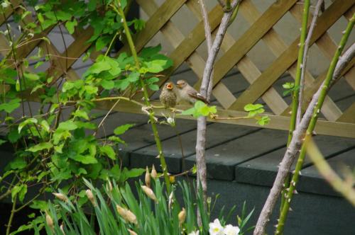 two birds sitting on a branch of a tree at Tombouctou in Fujimi