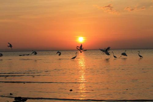 a flock of birds flying over the ocean at sunset at Hospedaje Hefziba in Moyogalpa