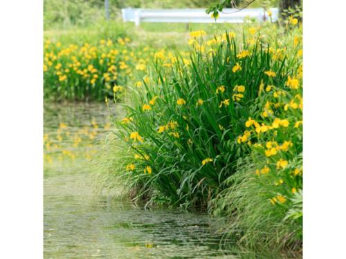 Gallery image of Kasuga no mori - Vacation STAY 80247v in Saku