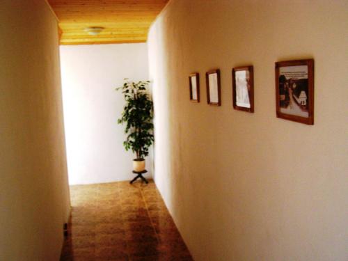 a hallway with a potted plant and pictures on the wall at Penzion U Slunce in Jaroměř