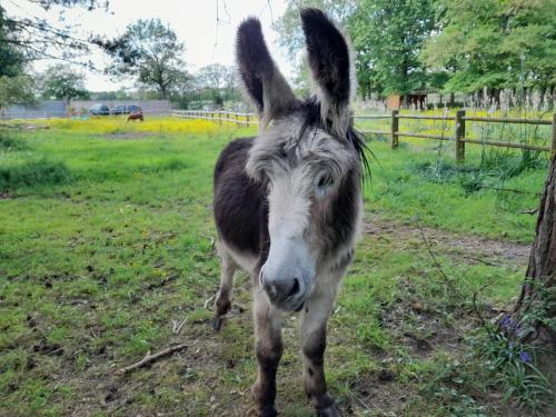 Imagen de la galería de Mobilhome, en Le Pont Legé
