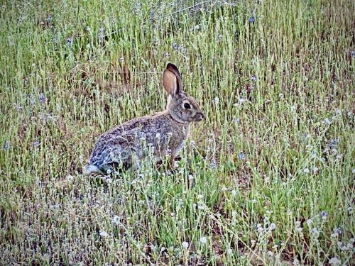 a rabbit sitting in a field of tall grass at Boho chic oasis by Casa Oso with pool, spa and views in Ahwahnee