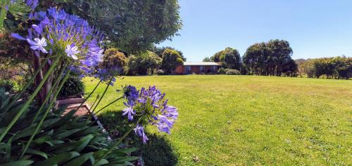 a field with purple flowers and a house in the background at Buln Buln Cabins in Yanakie