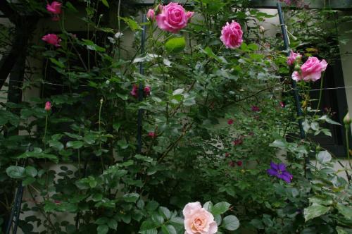 a bunch of flowers in a garden at Tombouctou in Fujimi
