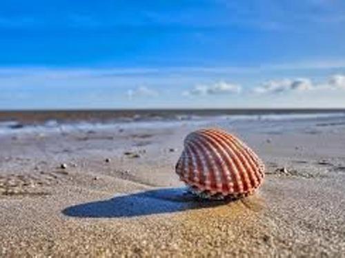 a shell in the sand on a beach at Pass the Keys Fabulous Beach Front Holiday Location in Lydd