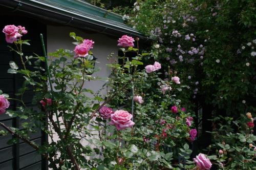a bunch of pink roses in a garden at Tombouctou in Fujimi