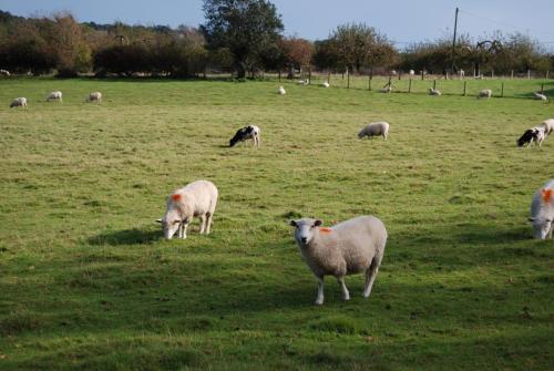a herd of sheep grazing in a field at Hare & Hounds Bed & Breakfast in Rye