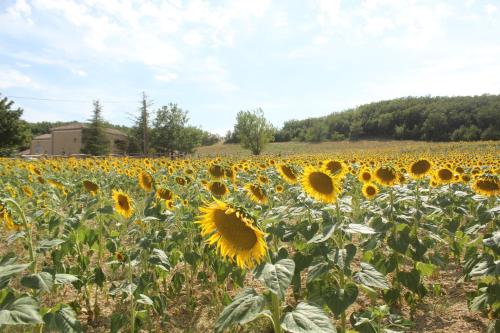 un champ de tournesols par beau temps dans l'établissement Domaine de la Couderquié, à Lautrec