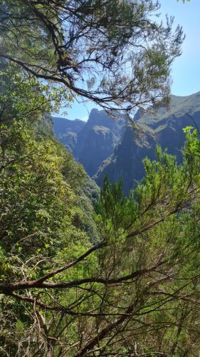 a view of a mountain valley through the trees at Pensão Fernandes in Porto Moniz