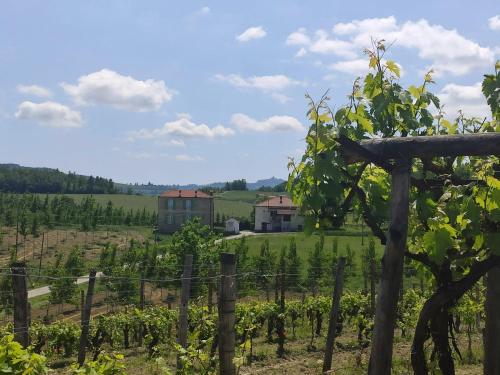 a view of a vineyard with a house in the background at Rifugio escursionistico ex-scuola Grassi, Bubbio in Bubbio