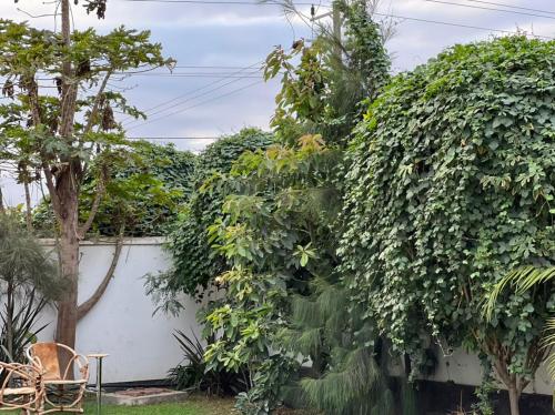 a large green bush next to a white wall at ArushaWest in Arusha