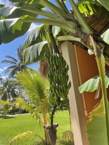 Sambo Mambo Beach Hotel – Photos 5