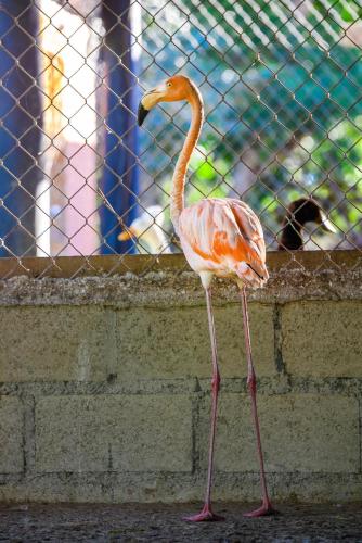 a flamingo standing next to a brick wall at Hacienda La Huerta Puerto Plata, 1 BDR in San Felipe de Puerto Plata