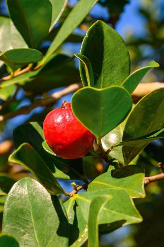 a red apple sitting on a tree branch at Hacienda La Huerta Puerto Plata, 1 BDR in San Felipe de Puerto Plata
