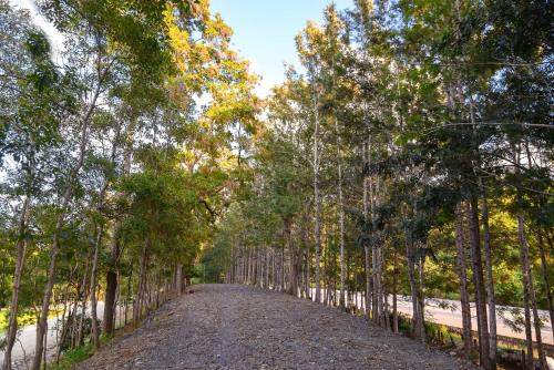 a dirt road lined with trees on a fence at Hacienda La Huerta Puerto Plata, 2 BDR in Maimón