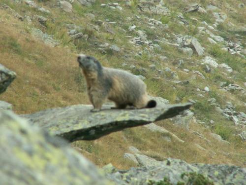 a brown bear sitting on top of a rock at B.&.B 44 in Ostana