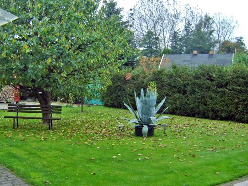 eine saftige Pflanze in einem Park mit einer Bank in der Unterkunft Ferienhaus Mirada in Blankenhagen