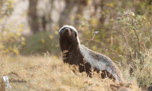a black animal standing in a field of grass at Kambaku River Lodge in Malelane