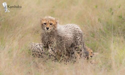 a cheetah standing in a field of tall grass at Kambaku River Lodge in Malelane