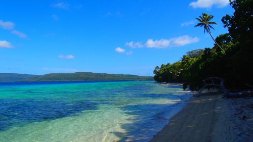 a beach with a palm tree and the ocean w obiekcie Tranquility Island Eco Dive Resort w mieście Moso Island