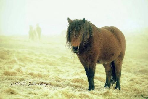 a brown horse standing in a field at Efri-Gegnishólar in Selfoss