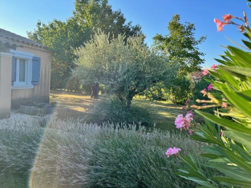 a garden with flowers and an olive tree at La Villa de l'Aygues in Camaret-sur-Aigues