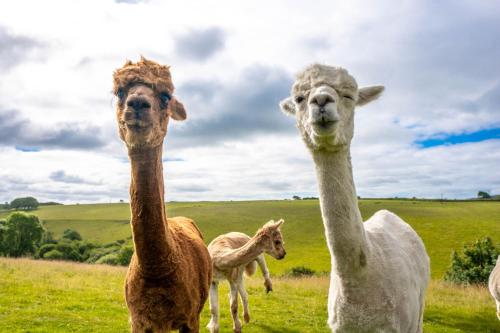 three ostriches standing in a field of grass at Ta Mill Cottages & Lodges - Smithy Cottage in Launceston