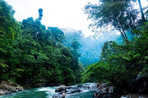 un río en medio de un bosque en Bukit Lawang Glamping & Jungle Trekking, en Bukit Lawang