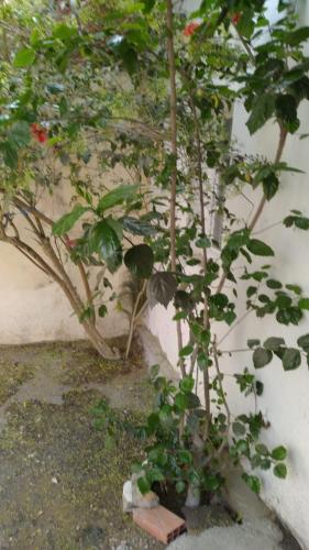 Zahrada ubytování Maison Moulay!