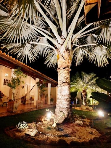 a palm tree in a courtyard with lights at Spa Belo Quinto Prime in Brotas