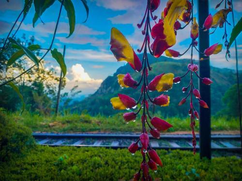a branch of a plant with a view of a train track at Ella Happy View Homestay in Ella