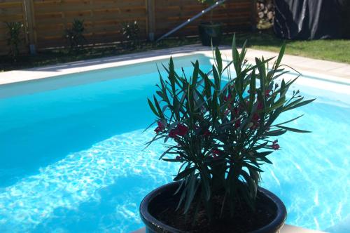 a plant in a pot next to a swimming pool at Les Chambres de Kerzerho in Erdeven