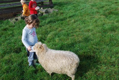 a little girl petting a sheep in a field at Ferienwohnungen Landgasthaus Janshen in Ellscheid