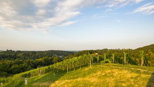 a vineyard with a bunch of grapes on a hill at WeinZeit Chalets in Gamlitz