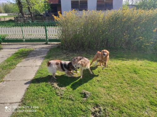 two dogs standing in the grass next to a sidewalk at Home of nature - kuća prirode in Odžak