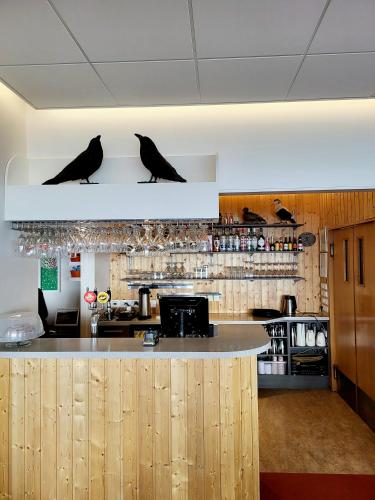 two black birds sitting on top of a kitchen counter at Hótel Flókalundur in Brjánslækur