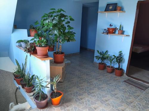 a room with a bunch of potted plants on a wall at Casa Ana in Bucharest