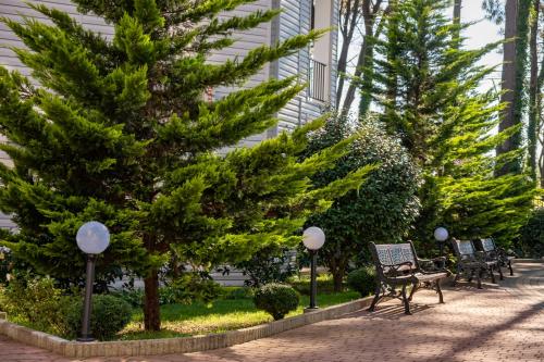 a group of pine trees in front of a building at Buxus Hotel Shekvetili in Shekvetili