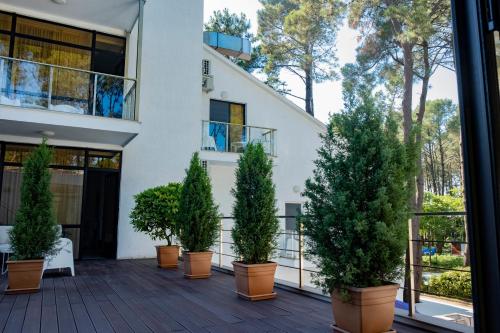 a group of potted trees on a deck in front of a building at Buxus Hotel Shekvetili in Shekvetili