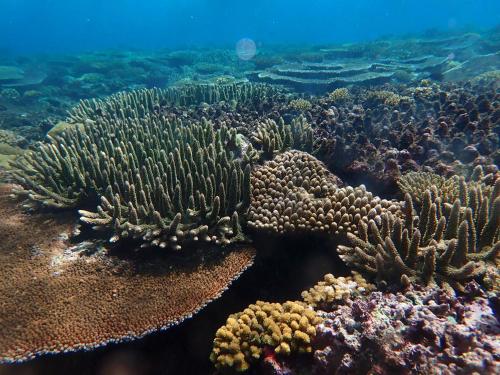 a coral reef in the ocean with at Fiji Lodge Vosa Ni Ua in Savusavu