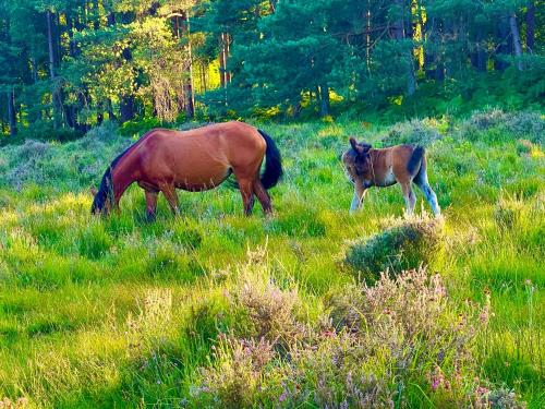 Animales en el camping resort o alrededores