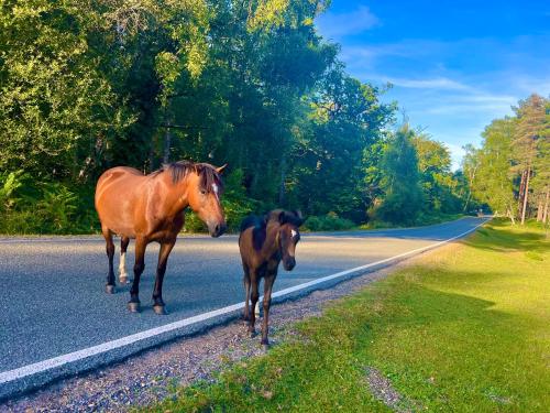 Animales en el camping resort o alrededores
