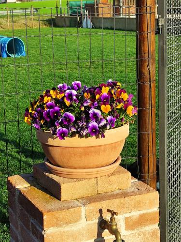 Taman di luar Casa Montefiore 13 Girasoli LT nella tranquilla campagna Marchigiana