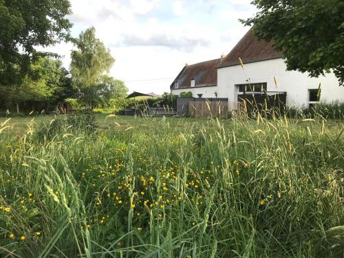 a field of tall grass in front of a white house at La grange de thoricourt in Thoricourt