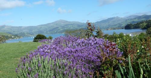 a field of purple flowers with a lake in the background at L'abri Bed and Breakfast in Akaroa