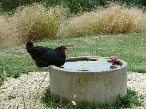 a chicken standing on top of a bird bath at L'abri Bed and Breakfast in Akaroa
