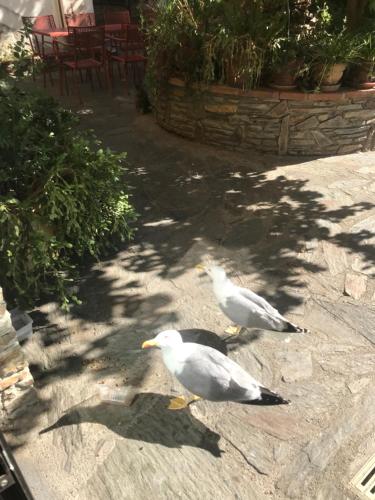 two seagulls walking on the sidewalk at Hébergements à La Rive, Accueil ouvert tous les jours jusqu'à 20h00 dernier délai, depuis 30 ans ! Réserver ici svp ! Merci ! Aucun règlement à distance accepté, Paiement par CB, Espèces, Chèque ou Chèques-Vacances impérativement à la remise des clefs ! in Amélie-les-Bains-Palalda