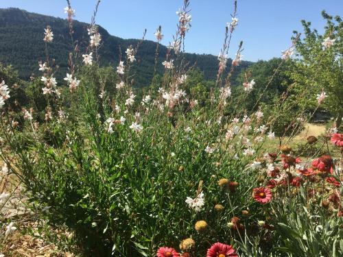 a field of flowers with a mountain in the background at Villa Câline chambres d'hôtes in Vesseaux