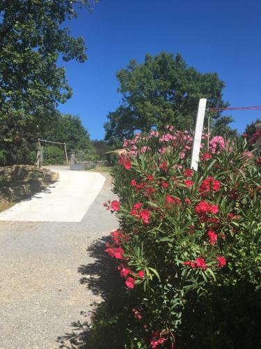 a bush with pink flowers on the side of a road at Villa Câline chambres d'hôtes in Vesseaux