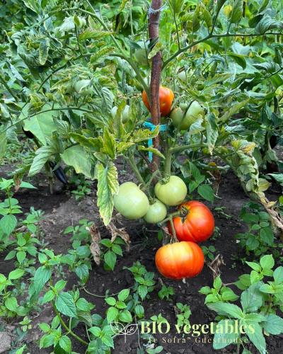 Ein Garten an der Unterkunft Te Sofra